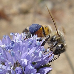 apis mellifera and gilia capitata - honey bee on globe gilia apis mellifera and gilia capitata